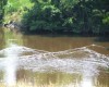 canards de l'étang des Baltreix